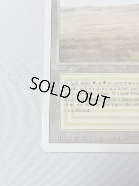 画像4: 《Savannah》[3ED] MP (4)