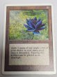 画像1: 《Black Lotus》[2ED] MP (1)