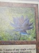 画像3: 《Black Lotus》[2ED] MP (3)
