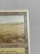 画像3: 《Savannah》[3ED] MP (3)