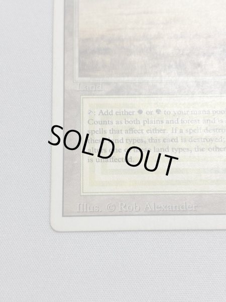 画像4: 《Savannah》[3ED] MP (4)