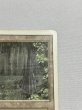 画像3: 《Bayou》[3ED] SP (3)
