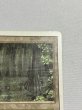 画像3: 《Bayou》[3ED] MP (3)