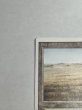 画像2: 《Savannah》[3ED] SP (2)