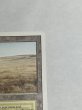 画像3: 《Savannah》[3ED] SP (3)