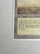 画像4: 《Savannah》[3ED] SP (4)