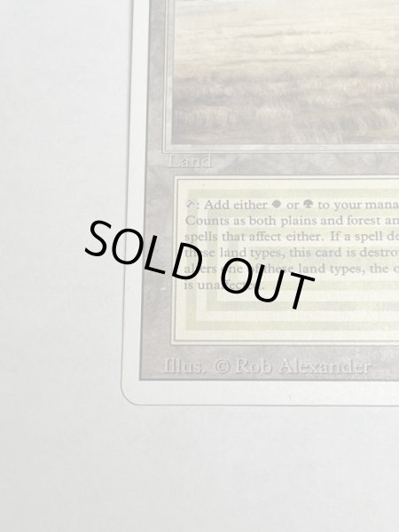 画像4: 《Savannah》[3ED] SP (4)