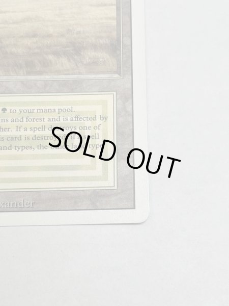 画像5: 《Savannah》[3ED] SP (5)