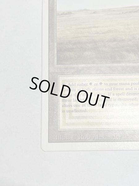 画像4: 《Savannah》[3ED] SP (4)