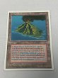 画像1: ドイツ語《Volcanic Island》[FWB] HP (1)