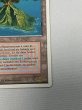 画像5: ドイツ語《Volcanic Island》[FWB] HP (5)