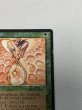 画像3: 《Drop of Honey》[ARN] MP (3)