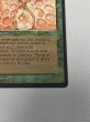 画像5: 《Drop of Honey》[ARN] MP (5)