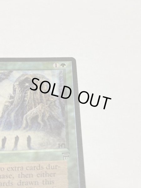 画像3: 《森の知恵/Sylvan Library》[LEG] SP (3)