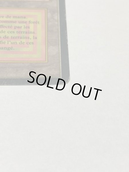 画像4: 《Taiga》[3EDBB] HP フランス語 (4)