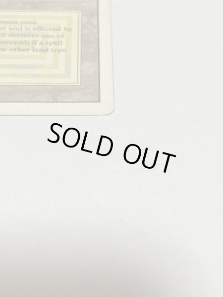 画像4: 《Savannah》[3ED] HP (4)