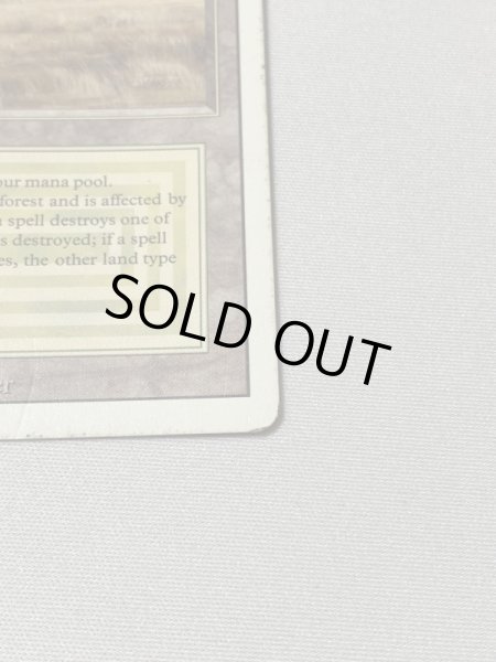 画像4: 《Savannah》[3ED] HP (4)