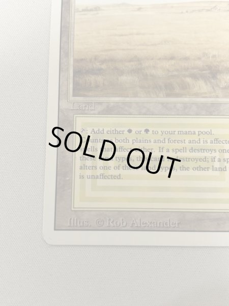 画像4: 《Savannah》[3ED] MP (4)