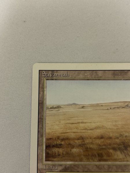 画像2: 《Savannah》[3ED] MP (2)