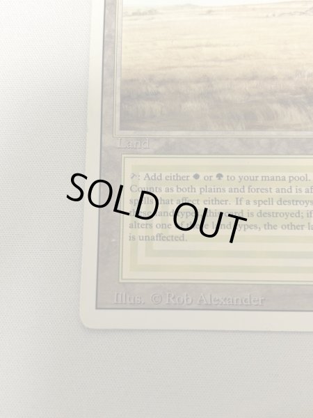 画像4: 《Savannah》[3ED] MP (4)